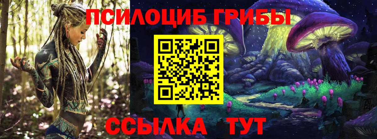 Псилоцибиновые грибы Cubensis  где найти   Ачхой-Мартан  Вход с VPN 